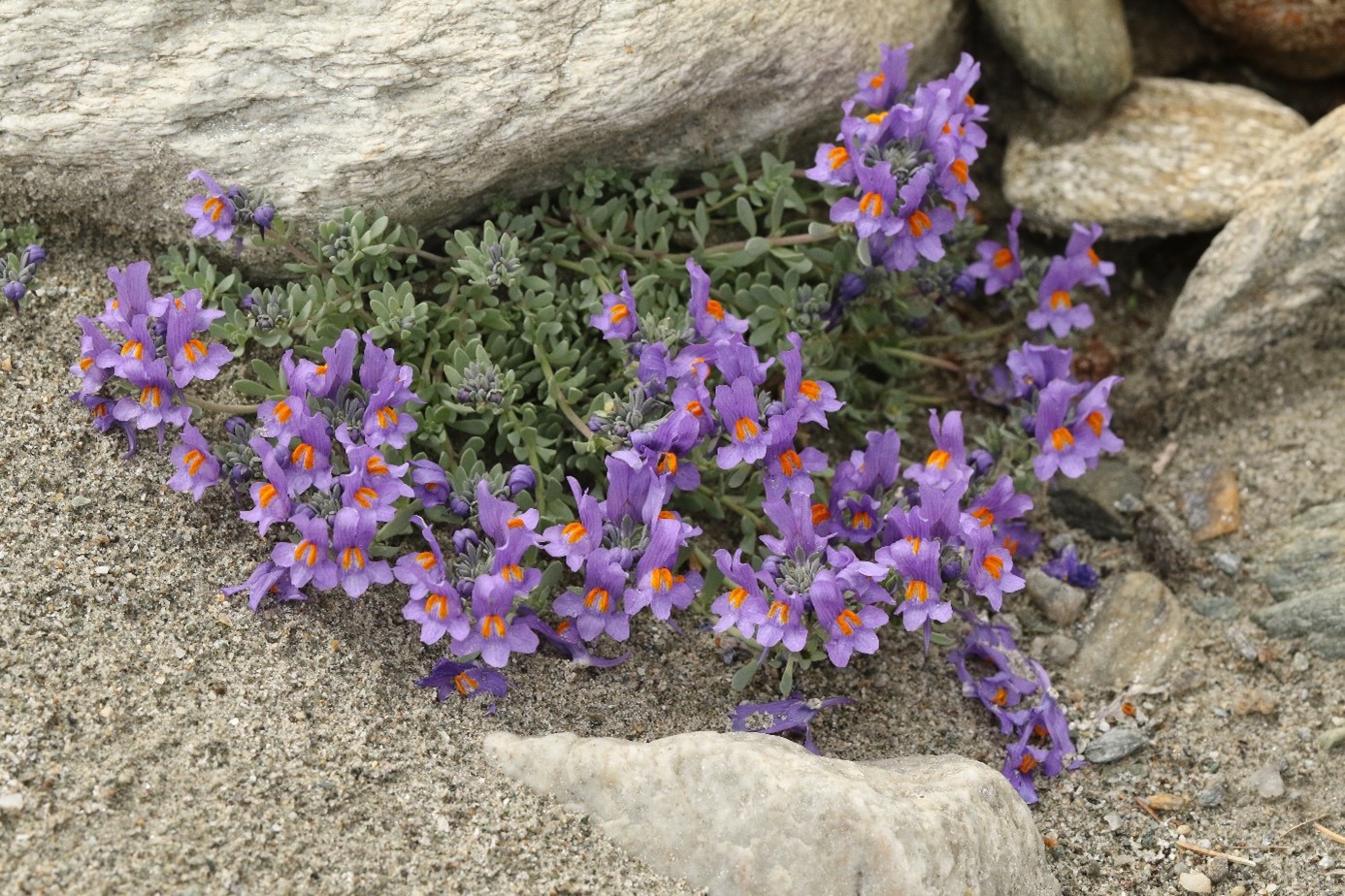 Linaria alpina